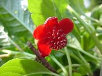 Schisandra